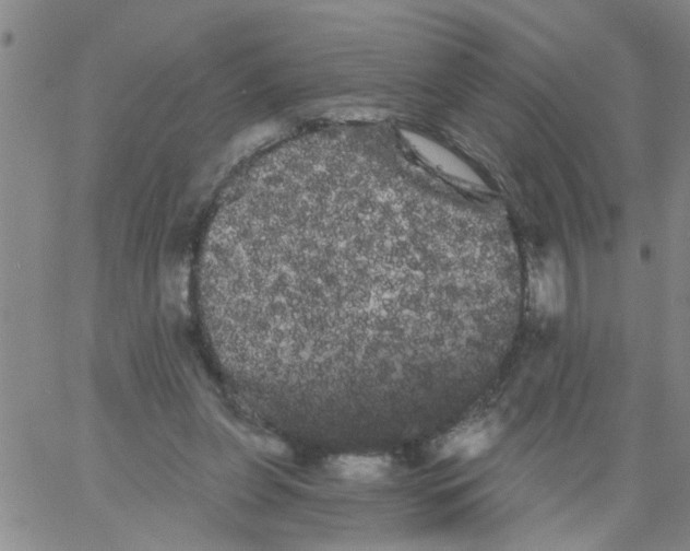 X0000066120255200604071919