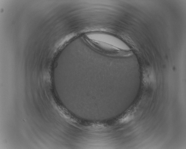 X0000066120256200604071919