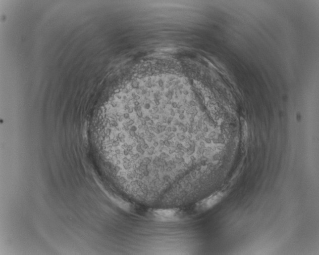 X0000066120265200604071919