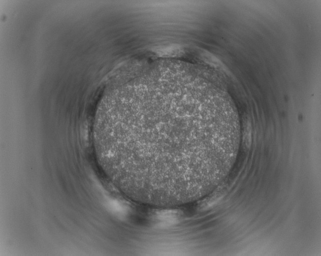 X0000066120268200604071919