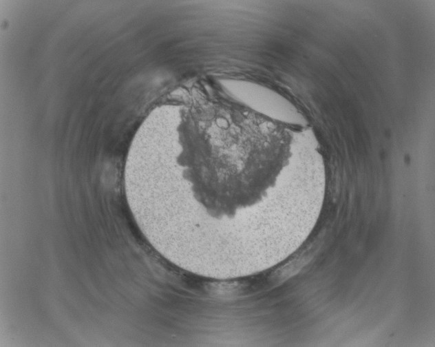 X0000066120273200604071919