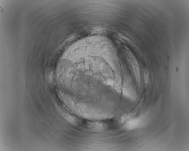 X0000066120276200604071919