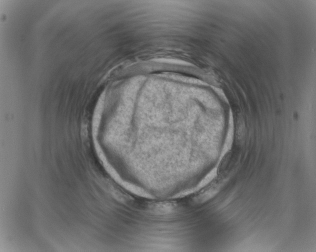 X0000066120282200604071920