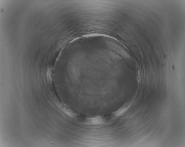 X0000066120286200604071920