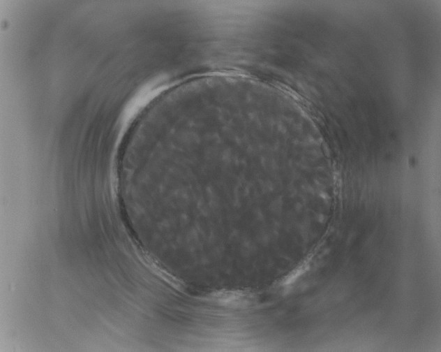 X0000066120294200604071919