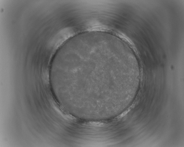 X0000066120298200604071919