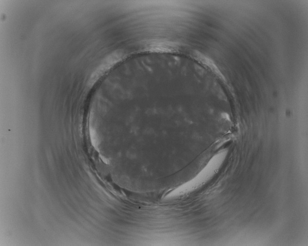 X0000066120299200604071919