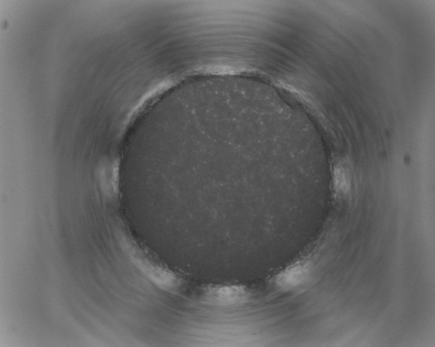 X0000066120304200604071919