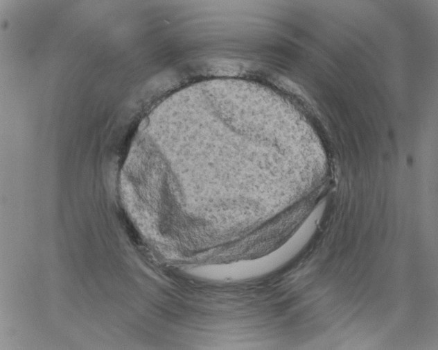 X0000066120307200604071919