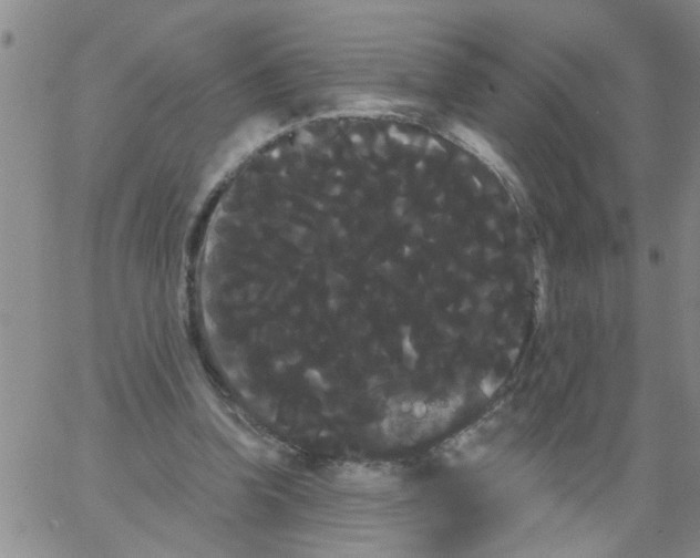 X0000066120346200604071917