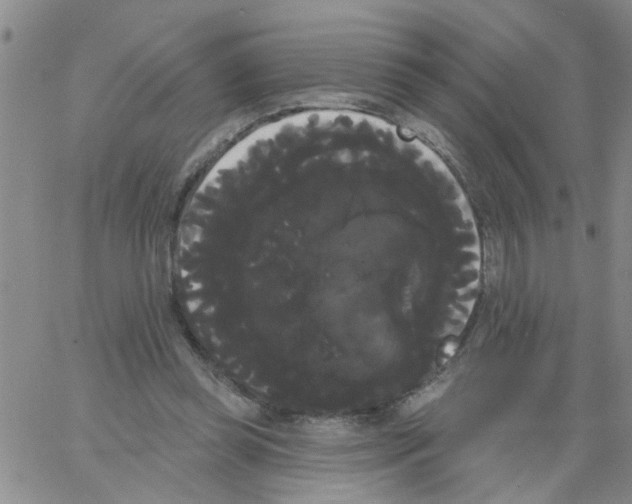 X0000066120349200604071917