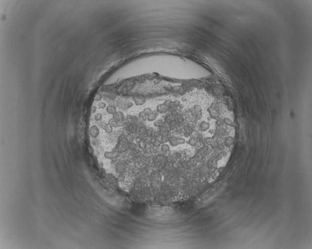 X0000066120354200604071918