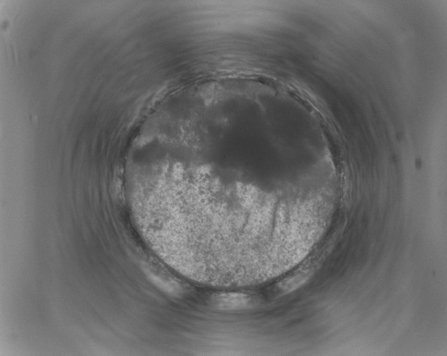 X0000066120361200604071918