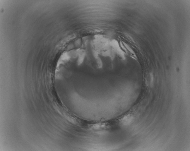 X0000066120366200604071918