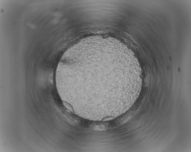 X0000066120368200604071918