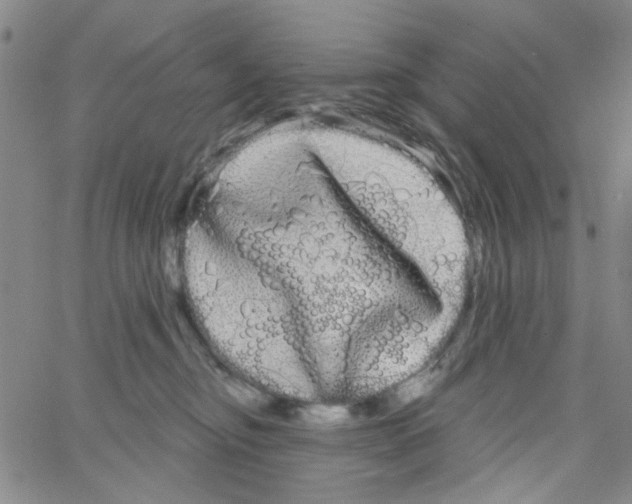 X0000066120374200604071918