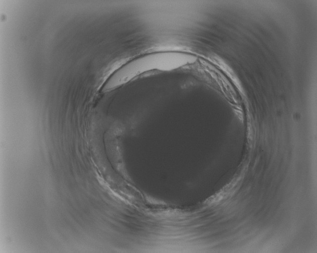 X0000066120385200604071917