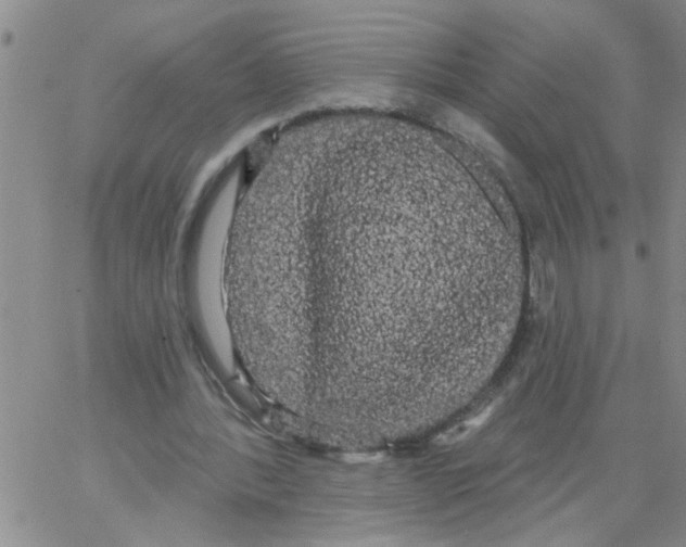 X0000066120388200604071917