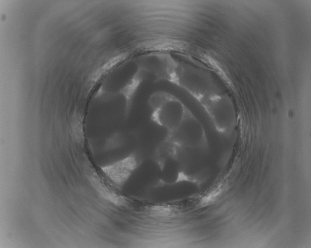 X0000066120394200604071917