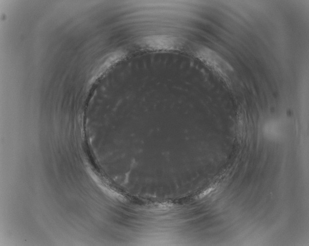 X0000066120398200604071917