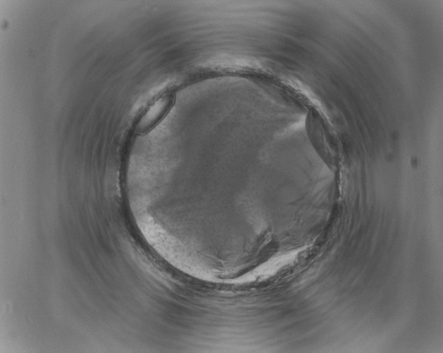 X0000066120399200604071917