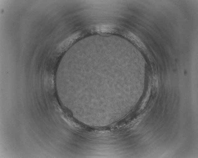 X0000066120401200604071917