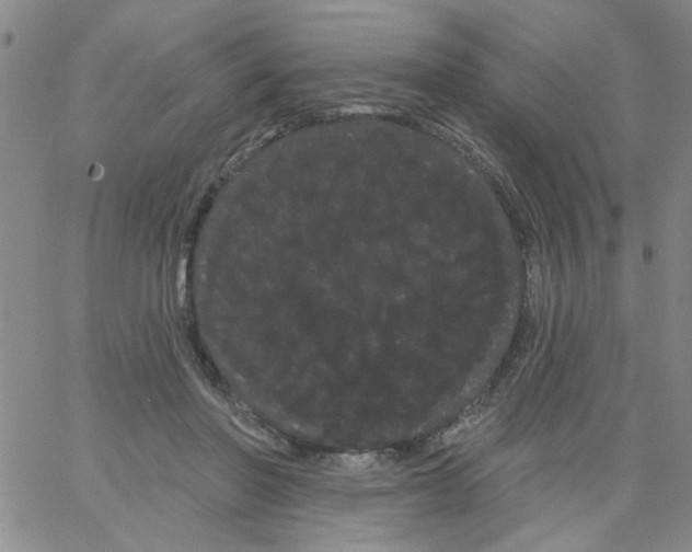 X0000066120406200604071917