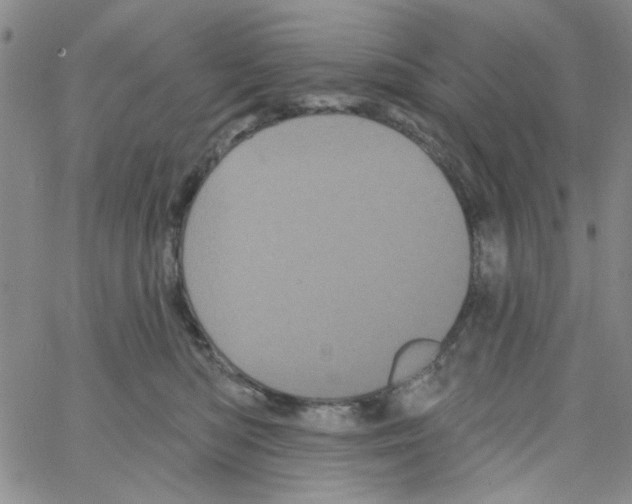 X0000066120422200604071917