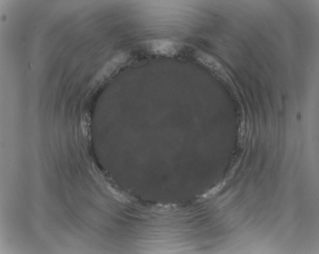 X0000066120424200604071917