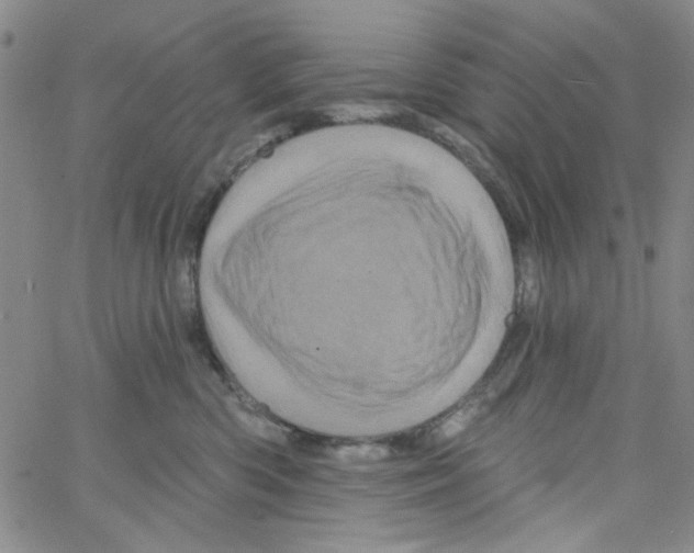 X0000066120426200604071917