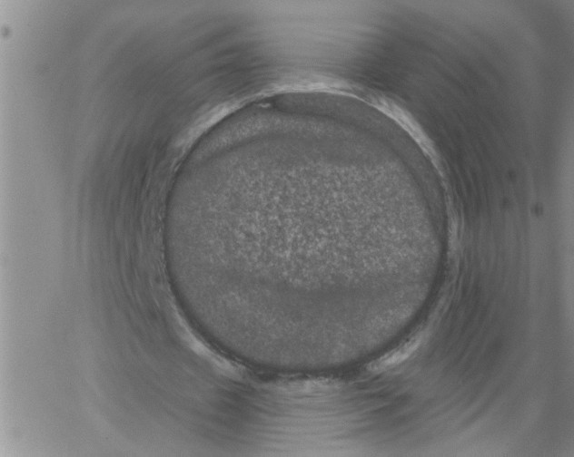 X0000066120433200604071916