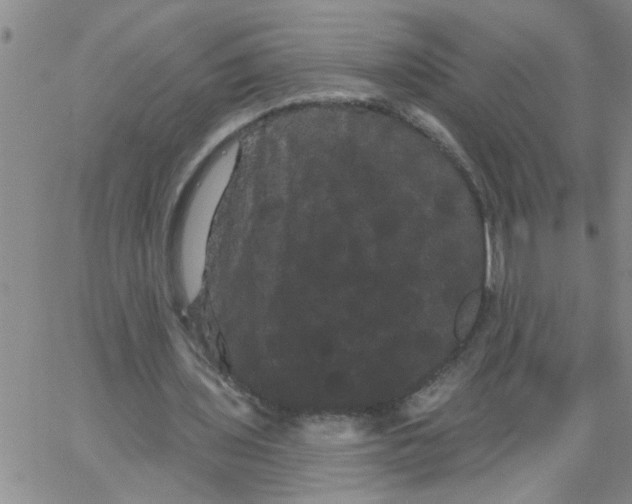 X0000066120435200604071916