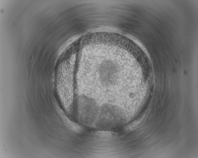 X0000066120437200604071916