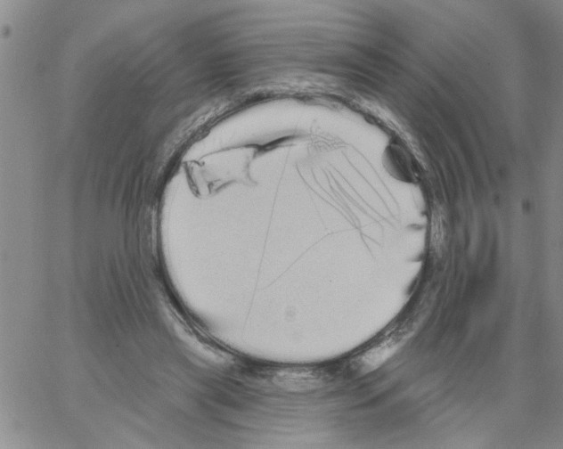 X0000066120445200604071916