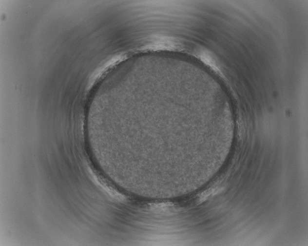 X0000066120446200604071916