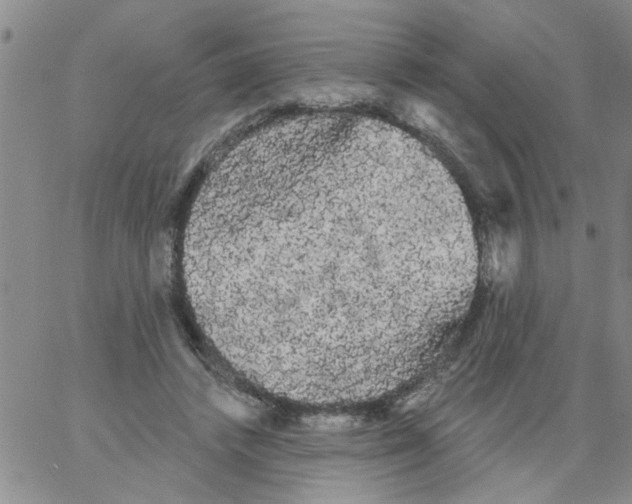 X0000066120448200604071916