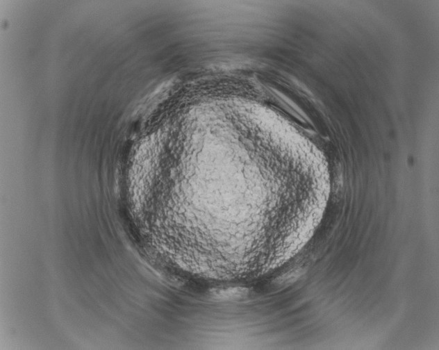 X0000066120452200604071916