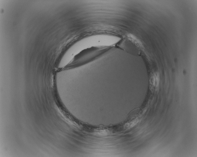 X0000066120454200604071916