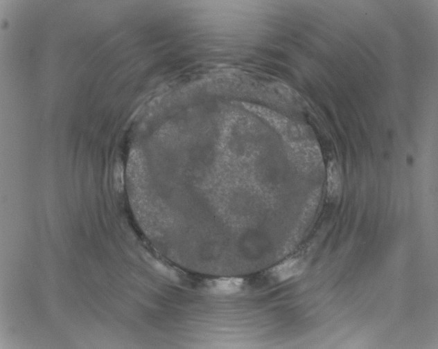 X0000066120474200604071916