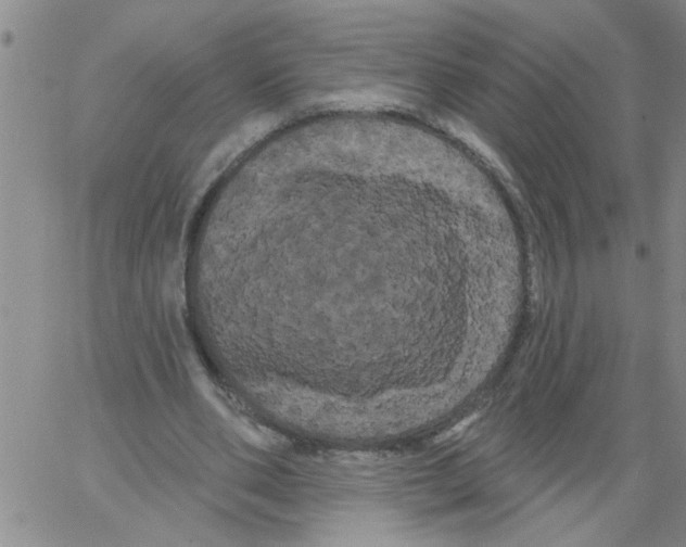 X0000066120486200604071916