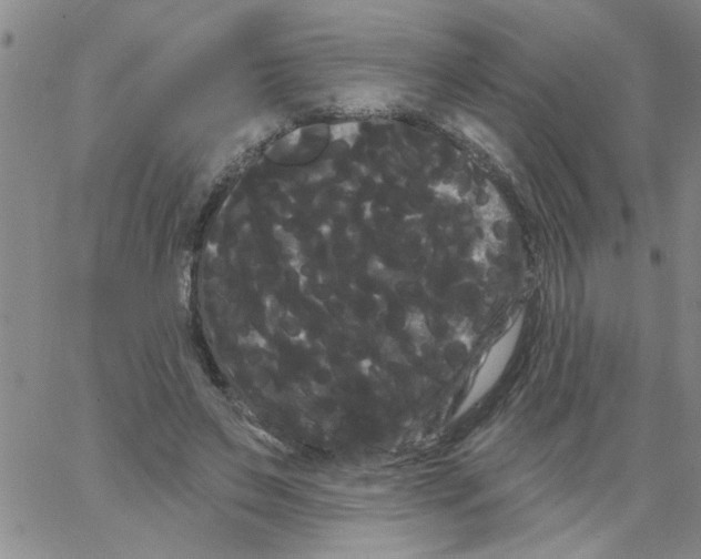 X0000066120495200604071916