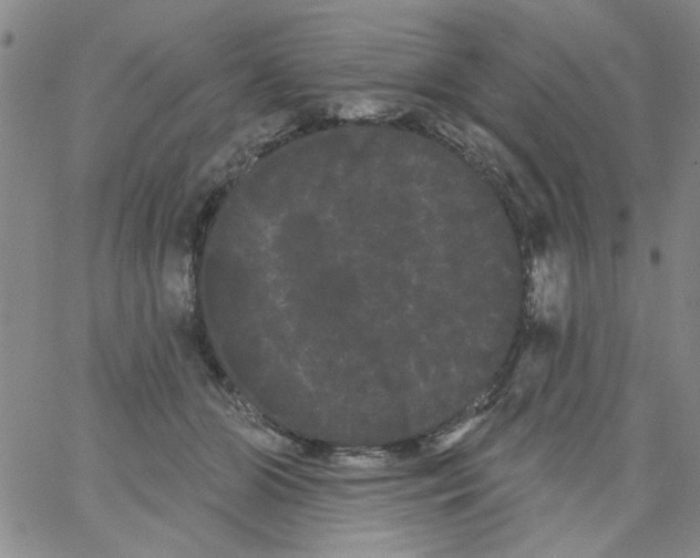 X0000066120510200604071915