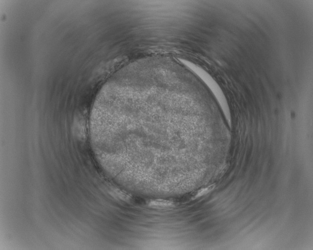 X0000066120515200604071915