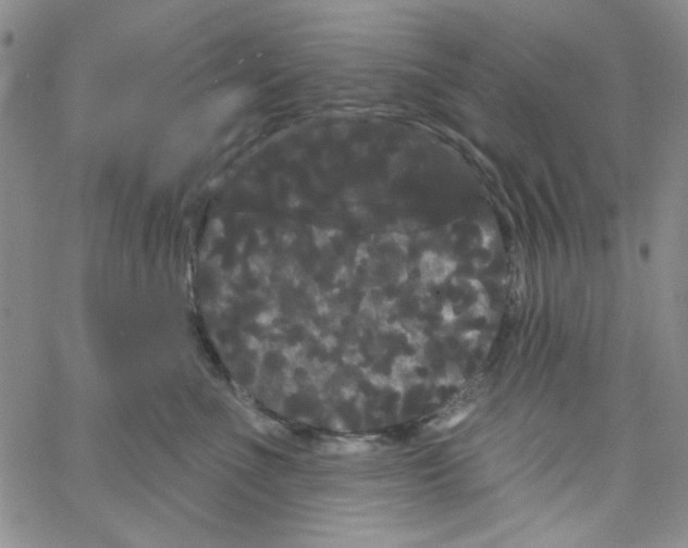 X0000066120523200604071915