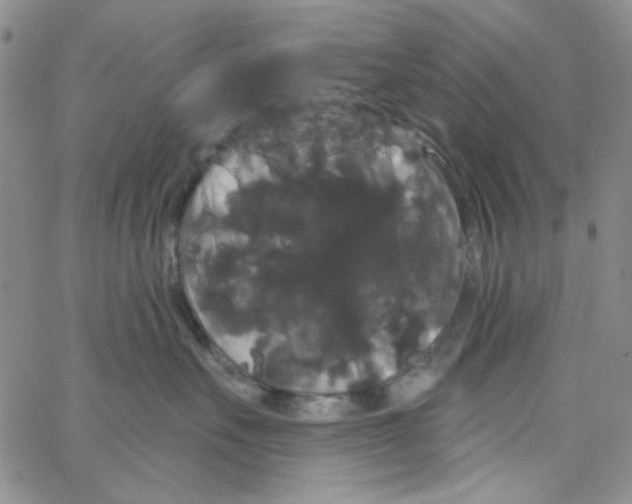 X0000066120527200604071915