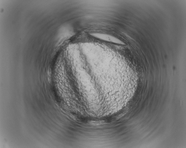 X0000066120556200604071915