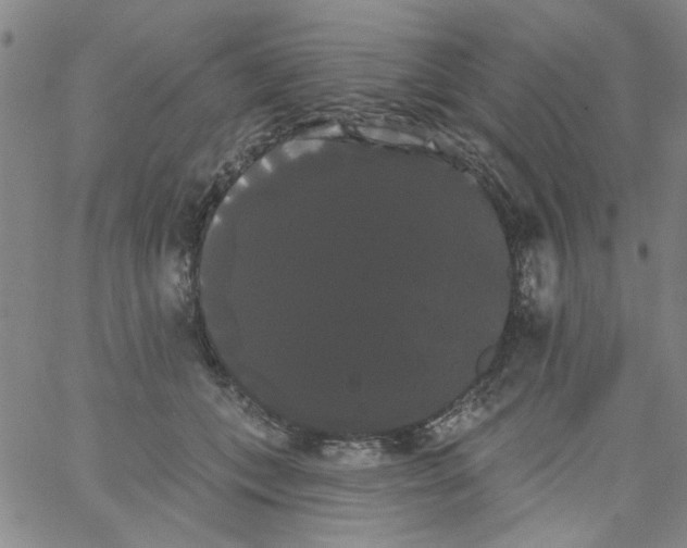 X0000066120559200604071915