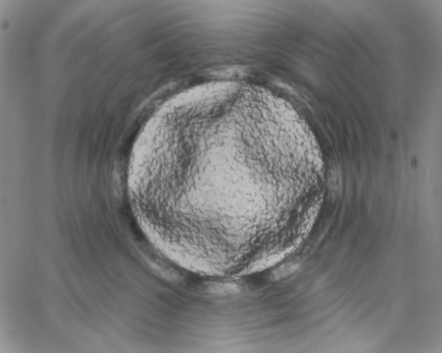 X0000066120572200604071915