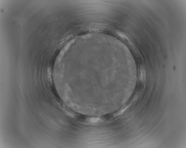 X0000066120575200604071915