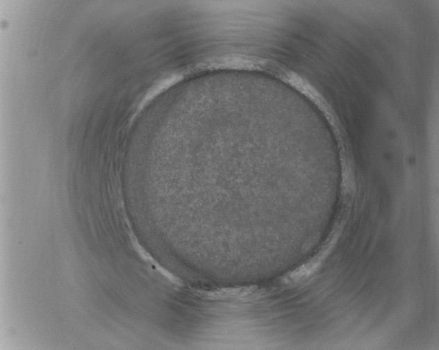 X0000066120625200604071913